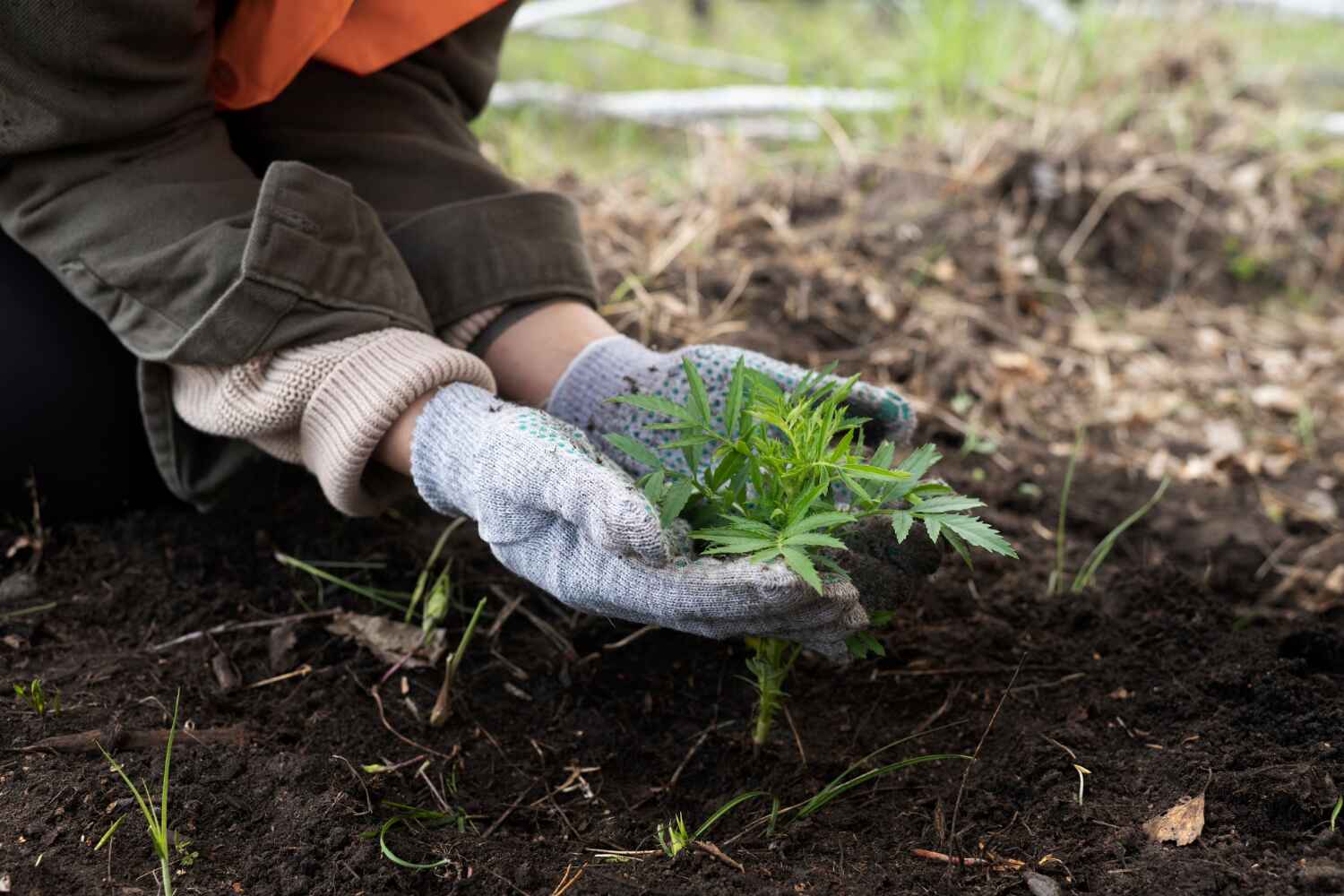 The Steps Involved in Our Tree Care Process in Security Widefield, CO